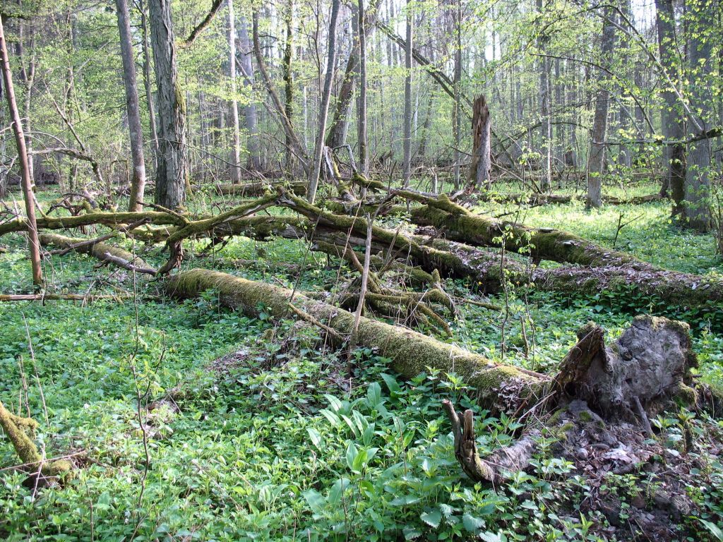 puszcza białowieska, Białowieski Park Narodowy, nadleśnictwo browsk, RDLP w Białymstoku, lasy państwowe