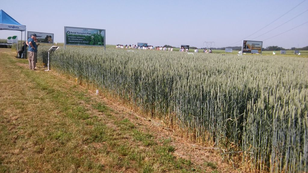 Syngenta, jęczmień mieszańcowy Hyvido, Moddus Flexi, Pola Klasy S, Amistar Gold, nowe odmiany zbóż i rzepaku, Infopole,