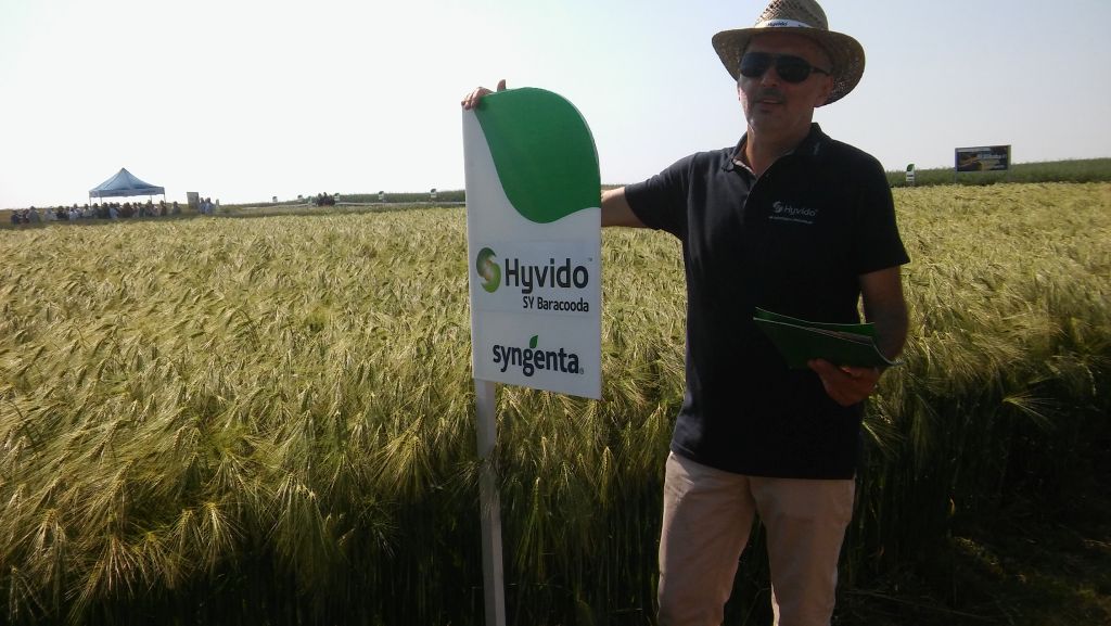 Syngenta, jęczmień mieszańcowy Hyvido, Moddus Flexi, Pola Klasy S, Amistar Gold, nowe odmiany zbóż i rzepaku, Infopole,