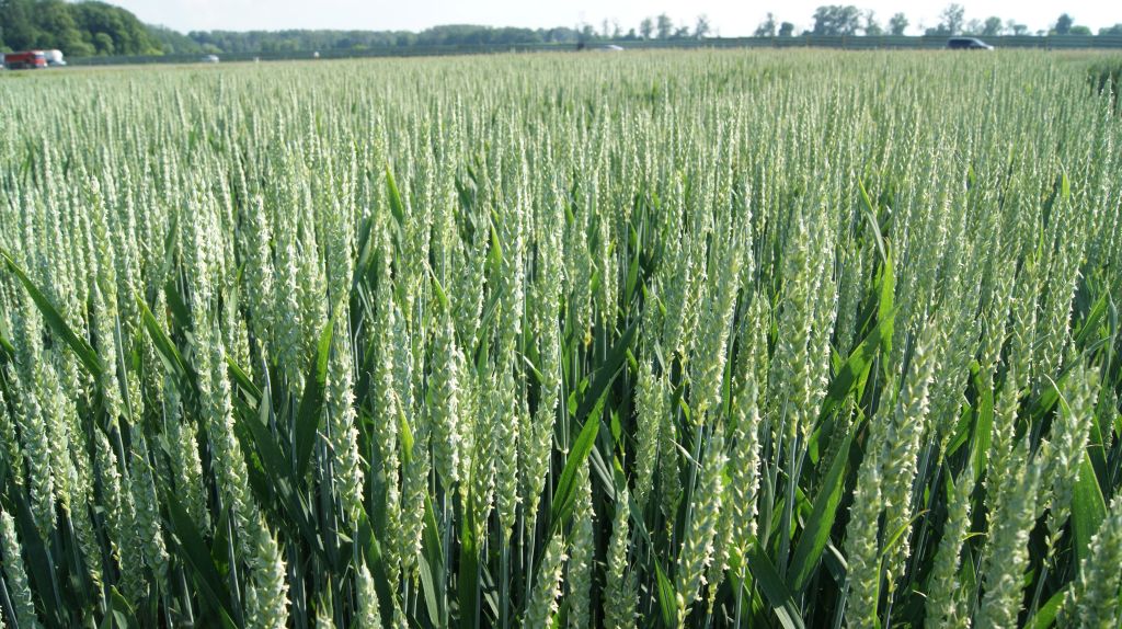 Bayer, CDT w Chechle, Sekator Plus, poletka doświadczalne, Joerg Rehbein, testowanie produktów, ochrona roślin, Dekalb