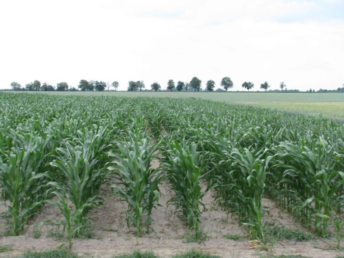 uprawy gmo, kontrola upraw, uprawy genetycznie modyfikowane, gmo, piorin