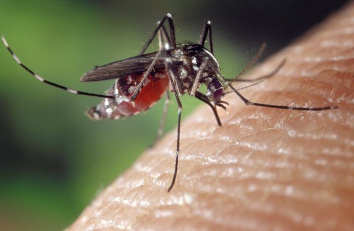 komar tygrysi, komar azjatycki, owady, denga, malaria, żółta febra