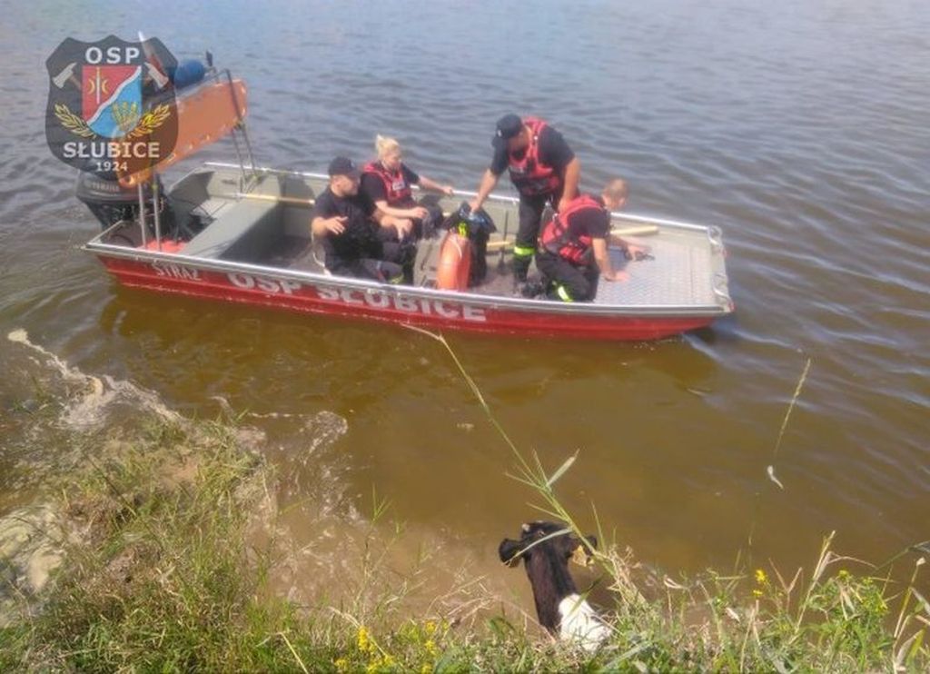 korowy pogłowie obora
