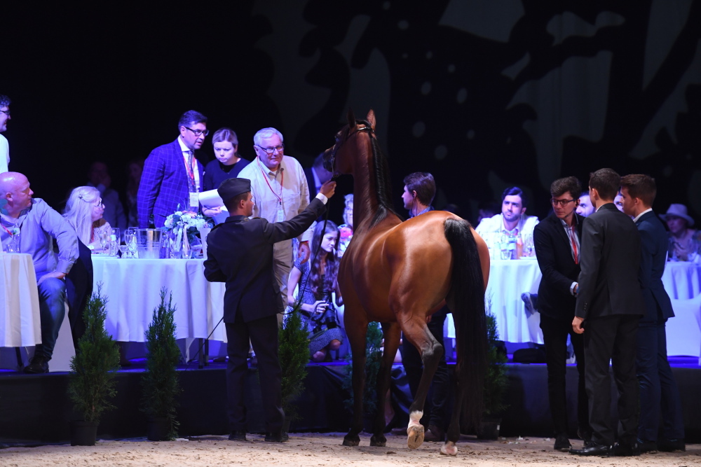 aukcja pride of poland, hodowla konia arabskiego, jan krzysztof ardanowski, stadniny koni, konie krwi arabskiej