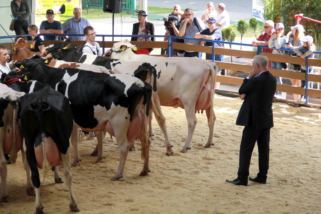Szepietowo, wystawa, bydło, targi, pokazy