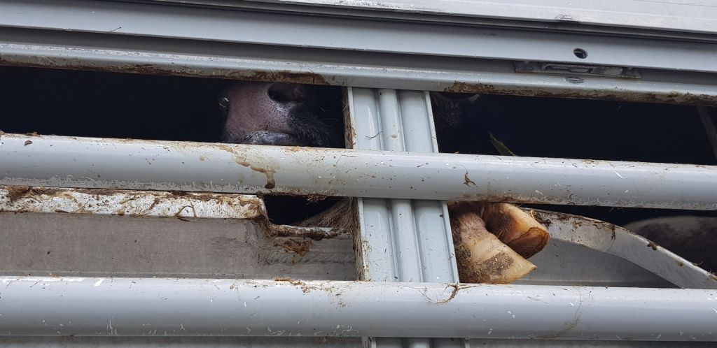 transport zwierząt, przewóz bydła, dobrostan zwierząt, autostrada A1, knurów