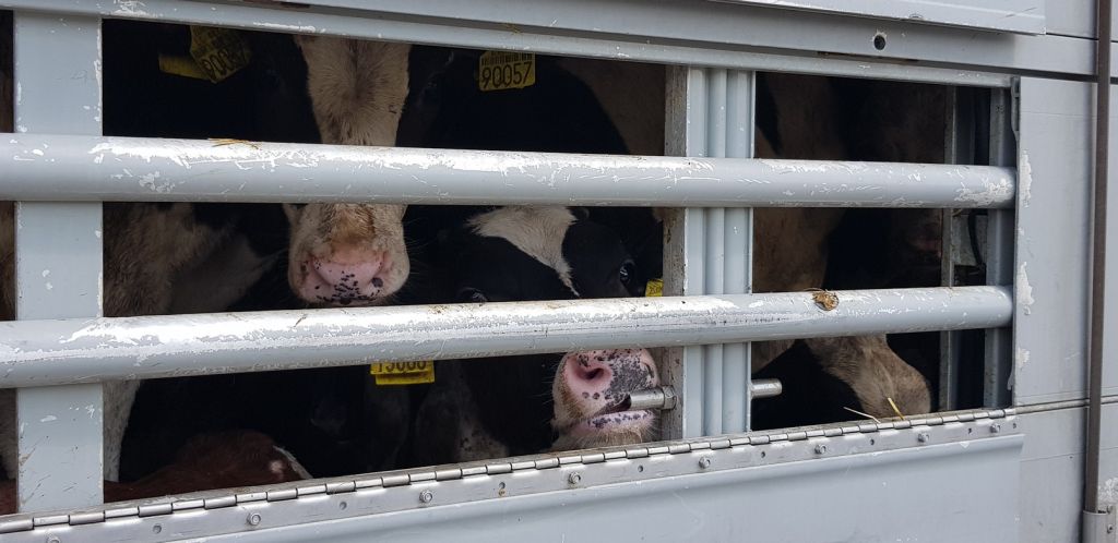 Najwyższa Izba Kontroli, NIK, ubój gospodarczy, przewóz i transport żywych zwierząt