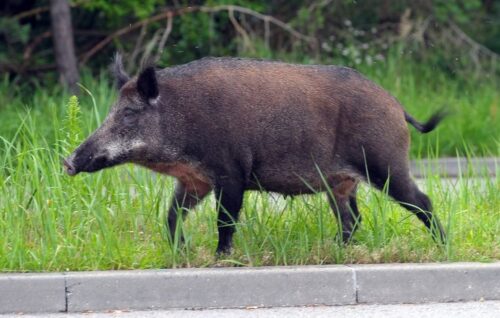 odstrzał dzików, ASF na Słowacji, trzoda chlewna, myśliwi, polowanie na dziki