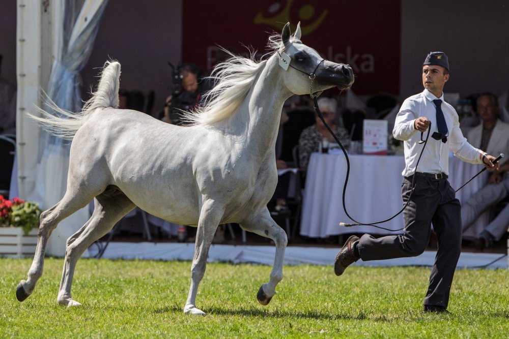 Pride od Poland 2019, konie, aukcja, Janów Podlaski, aukcja w Janowie Podlaskim, KOWR