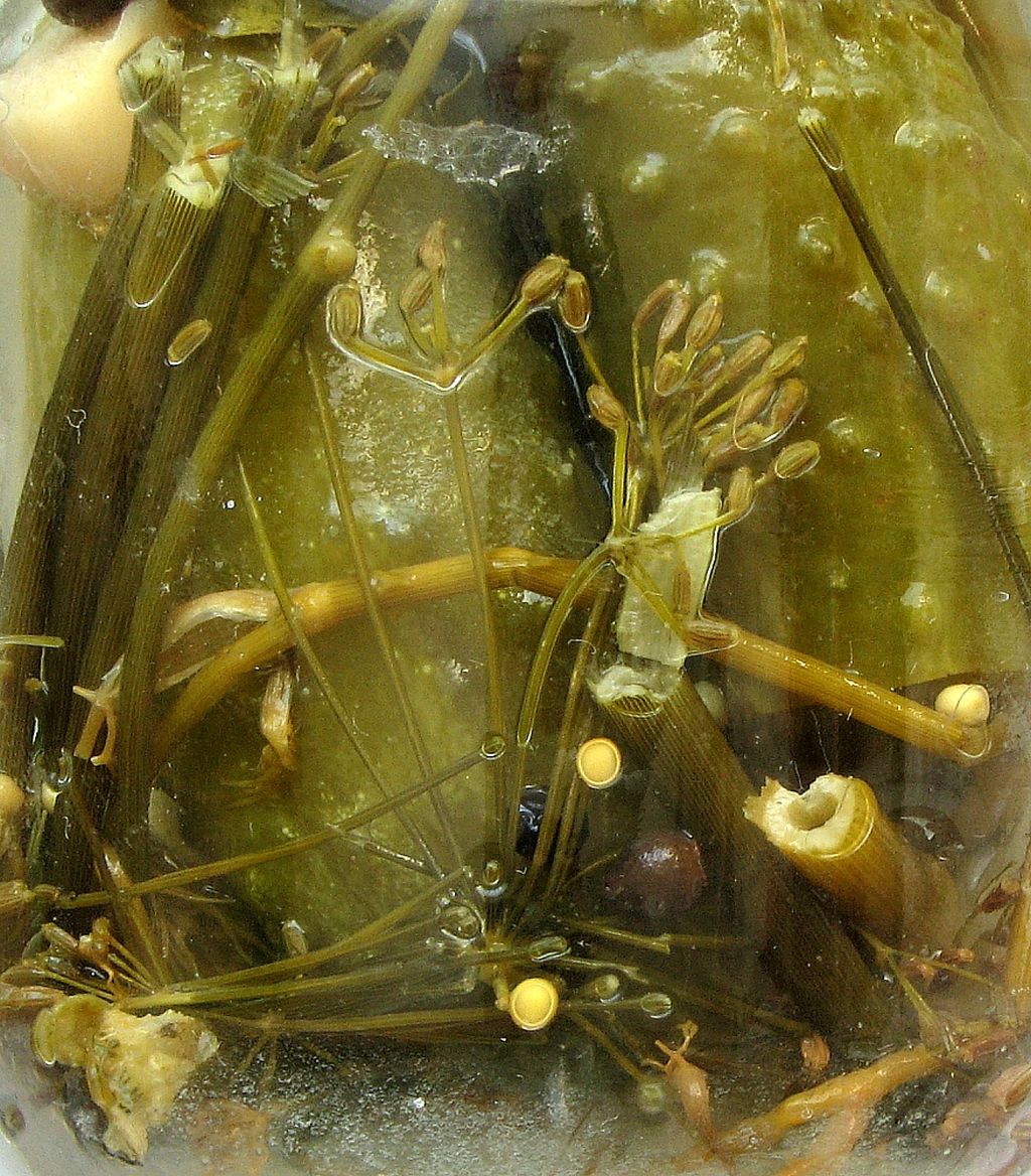 ogórki spod osłon, producenci ogórków