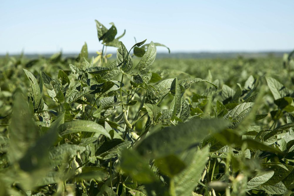 soja, uprawa soi, import białka, rośliny bobowate, nakło nad notecią