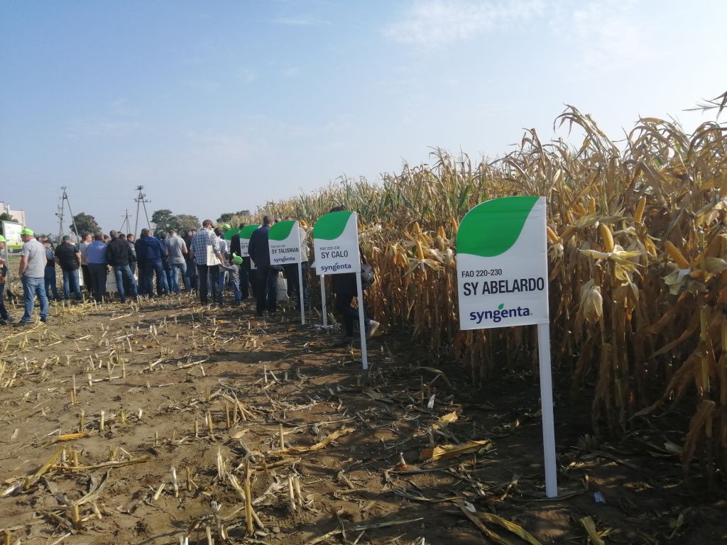 odmiany kukurydzy, odmiany kukurydzy Syngenta Polska, Jerzy Grzesiek, nowe odmiany kukurydzy, HZiNR Polanowice