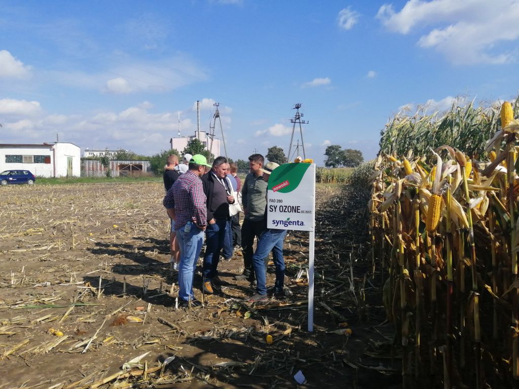 odmiany kukurydzy, odmiany kukurydzy Syngenta Polska, Jerzy Grzesiek, nowe odmiany kukurydzy, HZiNR Polanowice