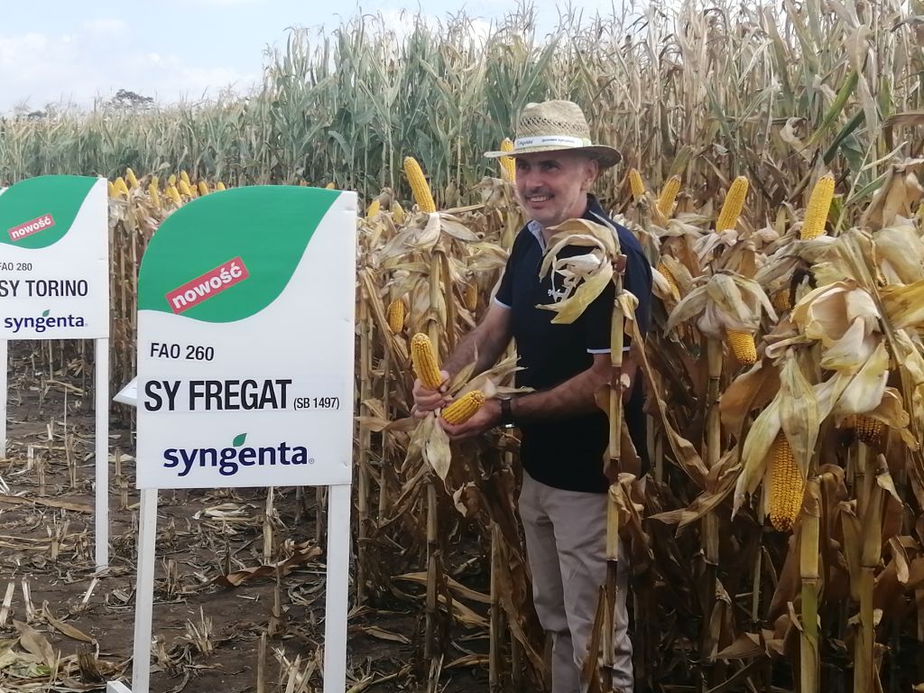 odmiany kukurydzy, odmiany kukurydzy Syngenta Polska, Jerzy Grzesiek, nowe odmiany kukurydzy, HZiNR Polanowice