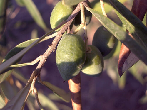 plantacje oliwek, drzewa oliwne, Bakteria xylella fastidiosa, francja