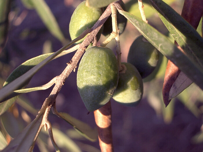 plantacje oliwek, drzewa oliwne, Bakteria xylella fastidiosa, francja