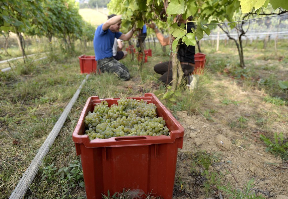 ewa wawro, podkarpacie, winobranie, produkcja wina, fundacja Galicja Vitis