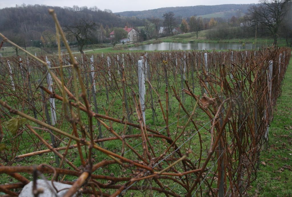 wino lodowe, winnica UJ, Nad Dworskim Potokiem - winnica UJ, Adam Kiszka, zbiory winogron, wino z zamarzniętych winogron