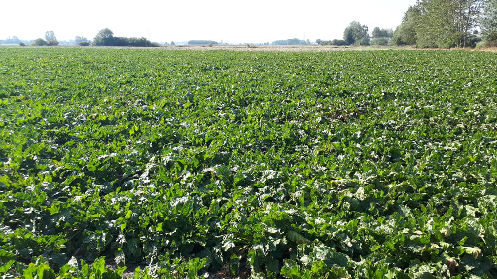 Cukrownia Glinojeck, umowa kontraktacyjna, Związek Plantatorów Buraka Cukrowego przy Cukrowni Glinojeck,