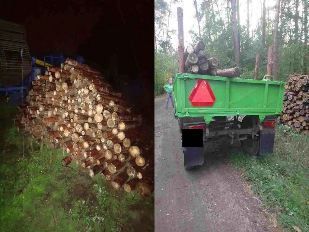 kradzież drewna, złodzieje drewna, podpalenia lasu, gmina brzeziny, pakoszówka