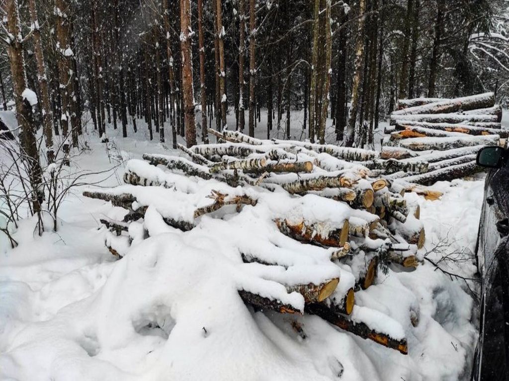 kradzież drewna z lasu, gmina Michałowo, powiat białostocki