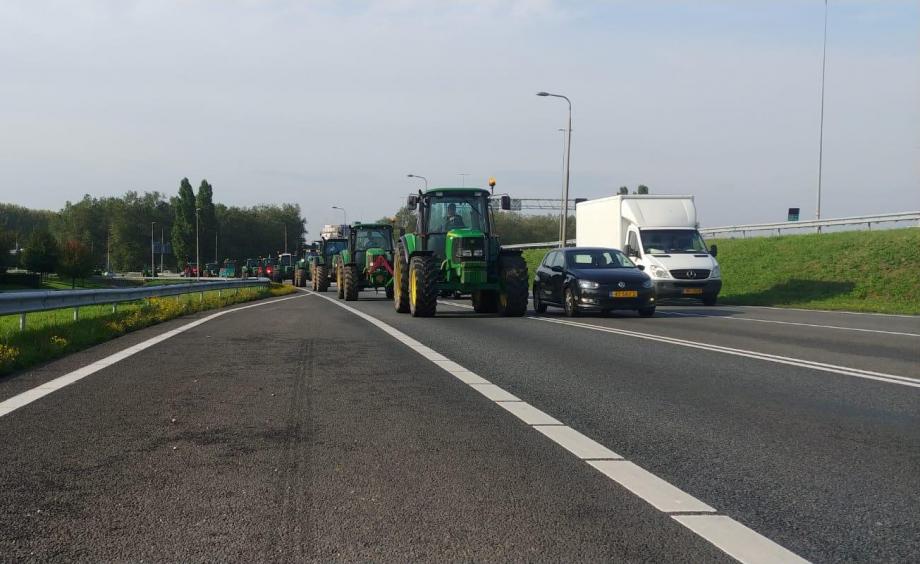 protest rolnikow w Holandii, ekolodzy, bydło, trzoda chlewna