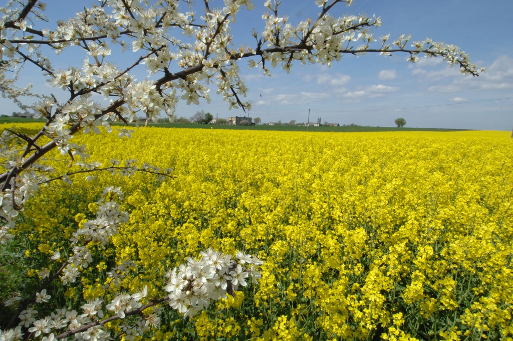 Syngenta, rolnictwo zrównoważone, zmiany klimatyczne, ziemia uprawna