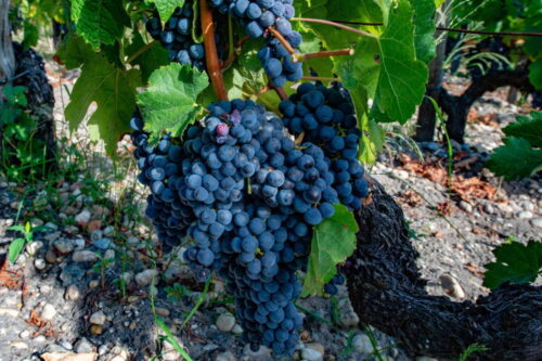 slawonia, chorwacja, produkcja wina, grasevina, winobranie, winnice