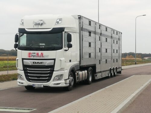 Zwierzęta hodowlane, transport zwierząt, Compassion in World Farming , europarlament