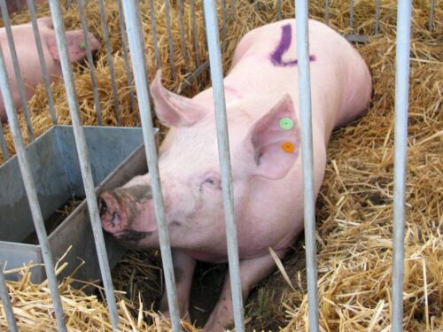 walka z asf w polsce, bioasekuracja, krir, przenosienie chorób zwierząt