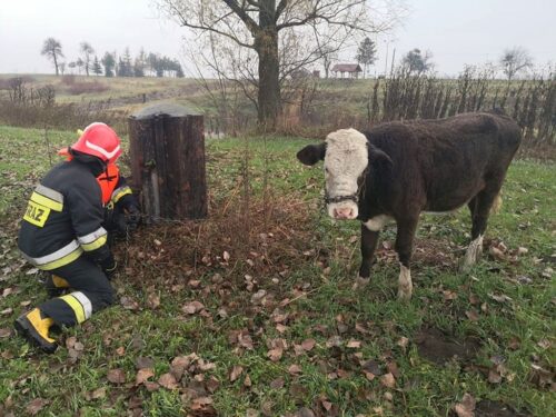 cielak w odrze, zdarzenia z udziałem zwierząt, Kędzierzyn-Koźle, KPP w Przasnyszu
