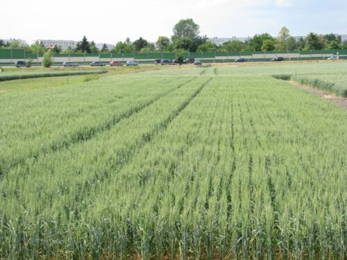 ubezpieczenie upraw rolnych, ubezpieczenie zwierząt gospodarskich, krir, zboża, bydło, trzoda chlewna