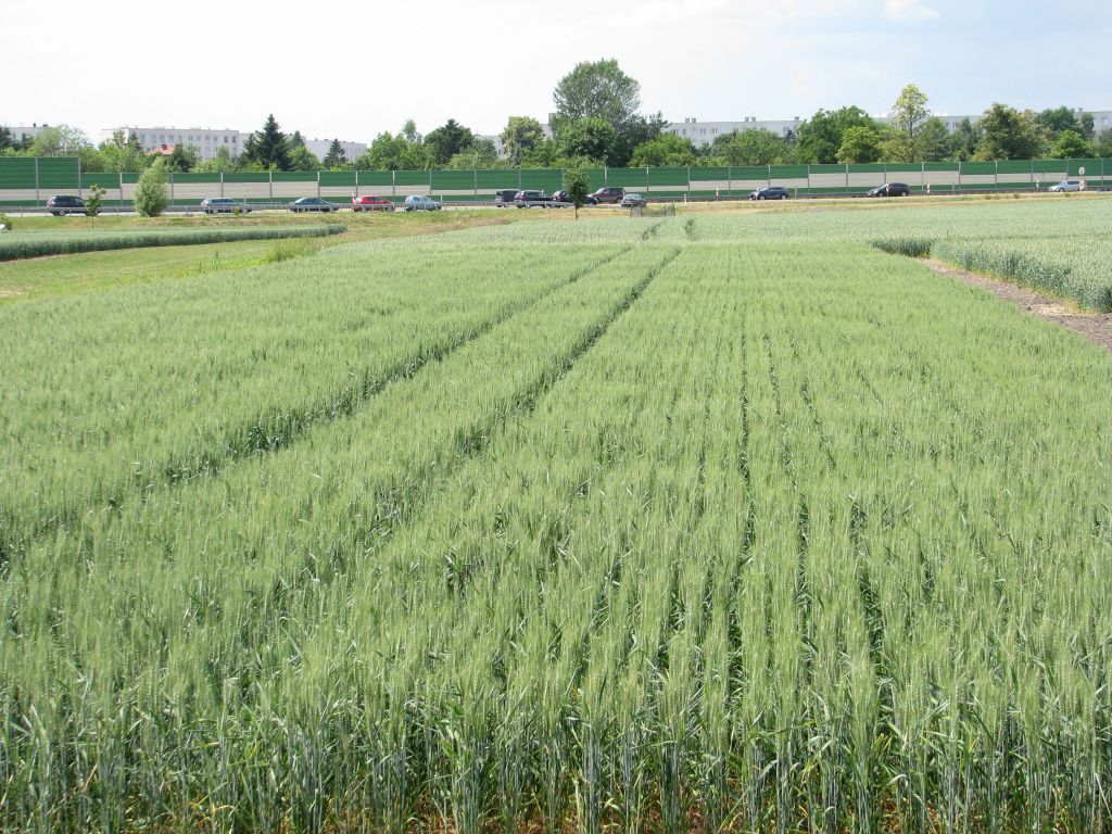 ubezpieczenie upraw rolnych, ubezpieczenie zwierząt gospodarskich, krir, zboża, bydło, trzoda chlewna