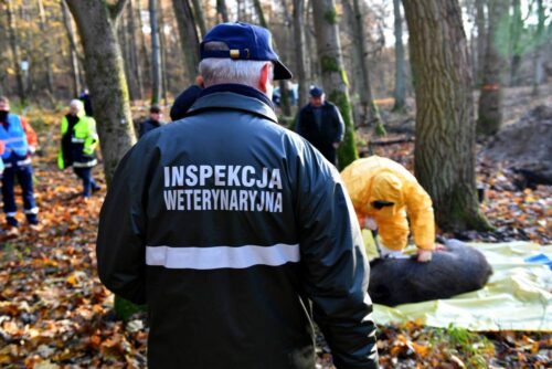 Bogdan Konopka, główny lekarz weterynarii, walka z asf w polsce, inspekcja weterynaryjna, odstrzał dzików