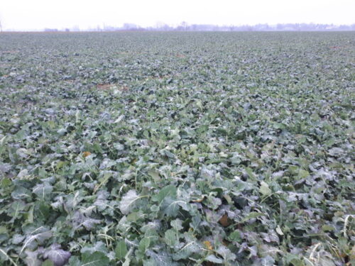 rzepak ozimy, rośliny,  Sahryń, pole