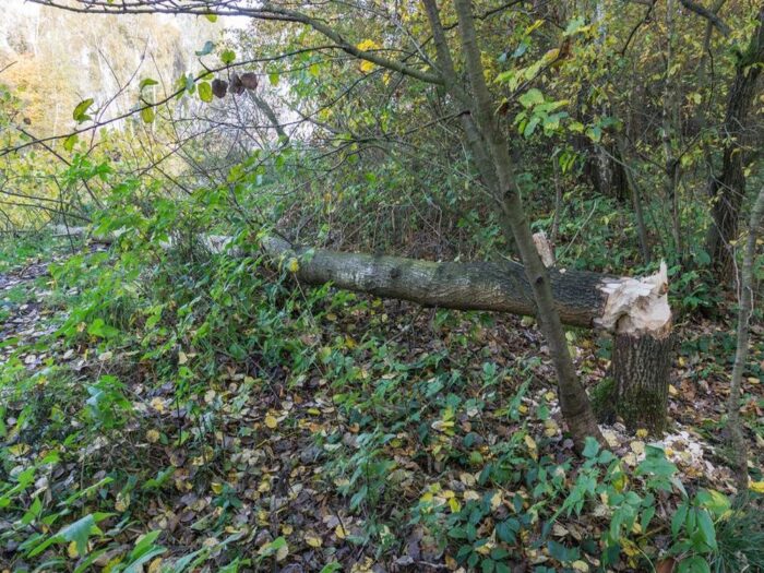 pijani traktorzyści, Poręba Radlna, kmp policji w tarnowie, bobry