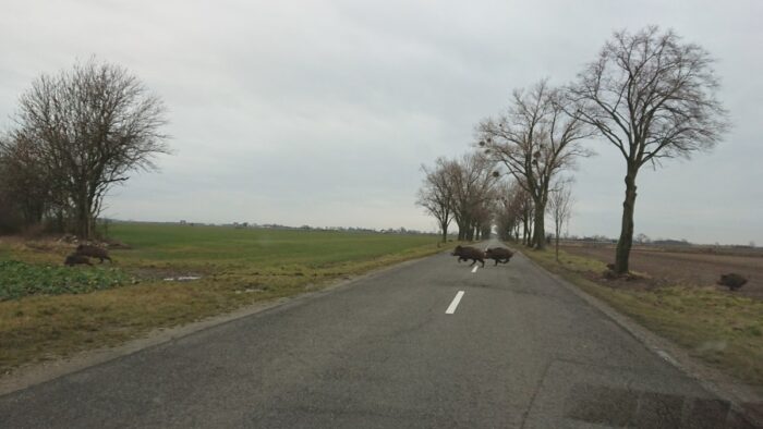 odstrzał dzików, limity odstrzałów dzików, koła łowieckie, ministerstwo środowiska