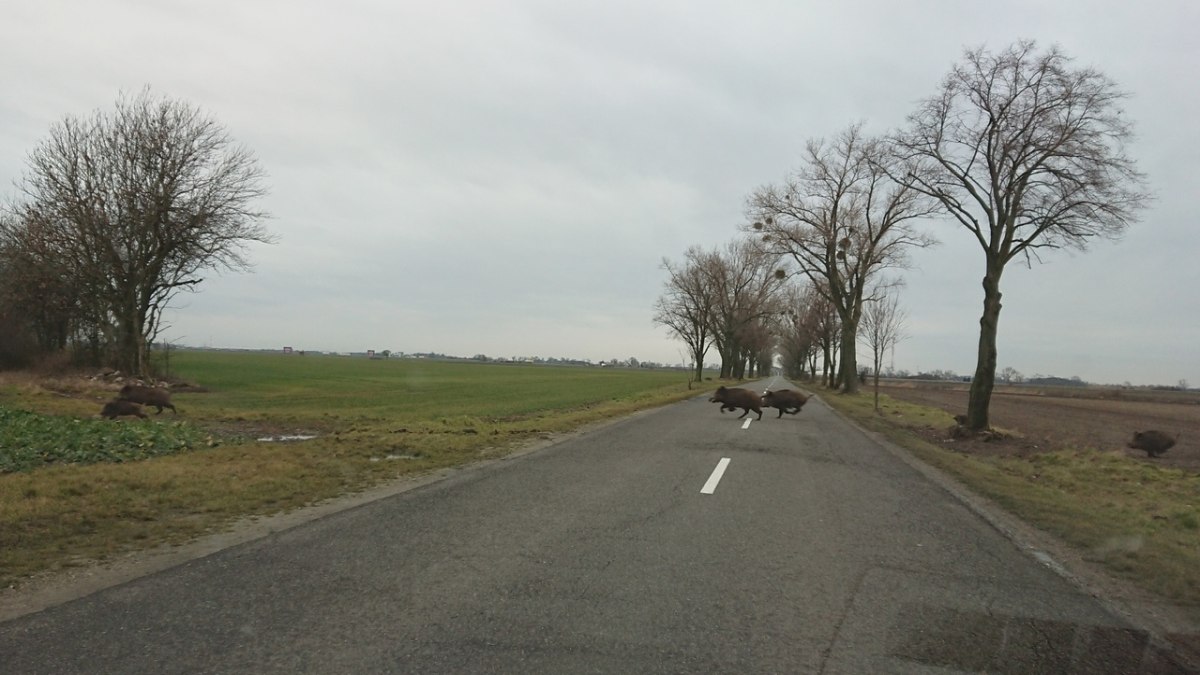 odstrzał dzików, limity odstrzałów dzików, koła łowieckie, ministerstwo środowiska