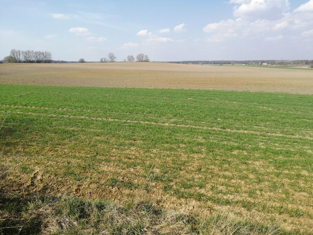 gleby w Polsce, gleby piaszczyste, jakość gleb w Polsce, gliny, lessy, iły, rędziny, skały macierzyste gleb w Polsce