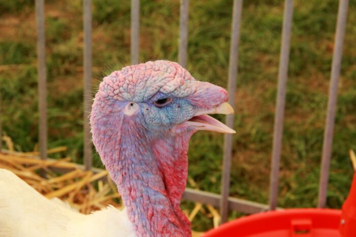 Starym Widzim, ptasia grypa, wielkopolska, powiat wolsztyński, wysoce zjadliwa grypa ptaków, wirus grypy ptaków h5n8