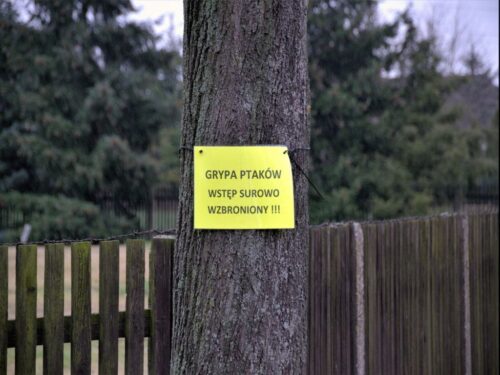 ptasia grypa, lubelska izba rolnicza, dzikie ptactwo, wybijanie stad drobiu