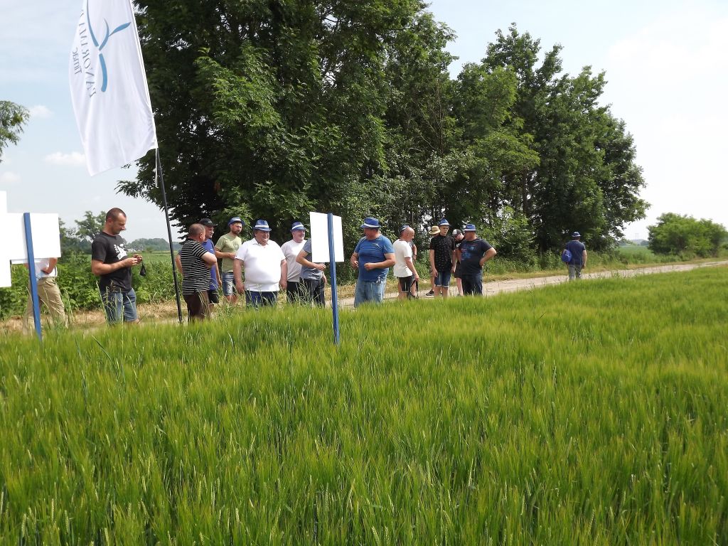 Ochrona fungicydowa jęczmienia niezależnie od pogody
