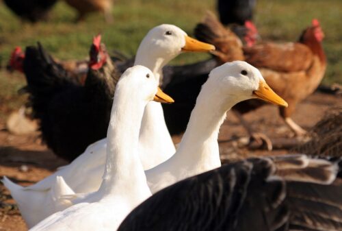 grypa ptaków, drób, wirus grypy ptaków h5n8, dzikie ptactwo, dzikie kaczki