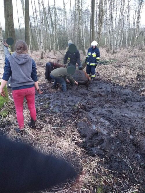Jabłonna, powiat grodziski, koń w bagnie, osp jabłonna
