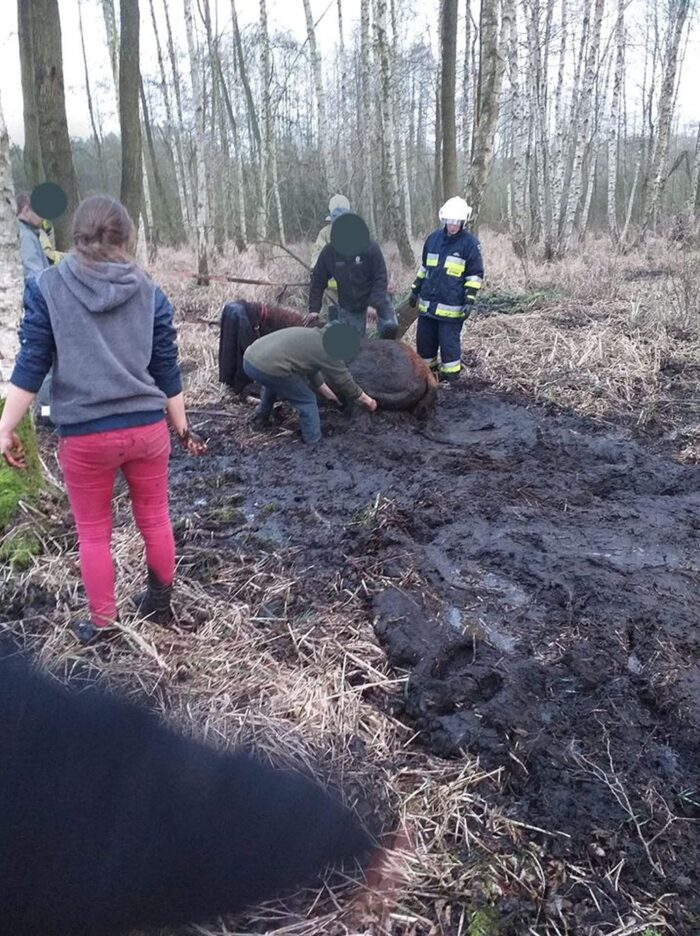 Jabłonna, powiat grodziski, koń w bagnie, osp jabłonna