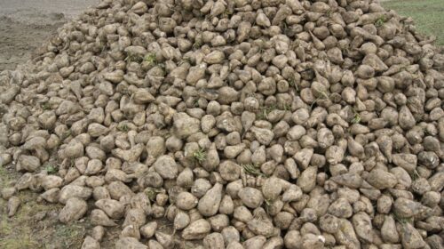 podsumowanie kampanii 2019/2020, Związek Producentów Cukru w Polsce, Michał Gawryszczak, produkcja cukru, plony buraka