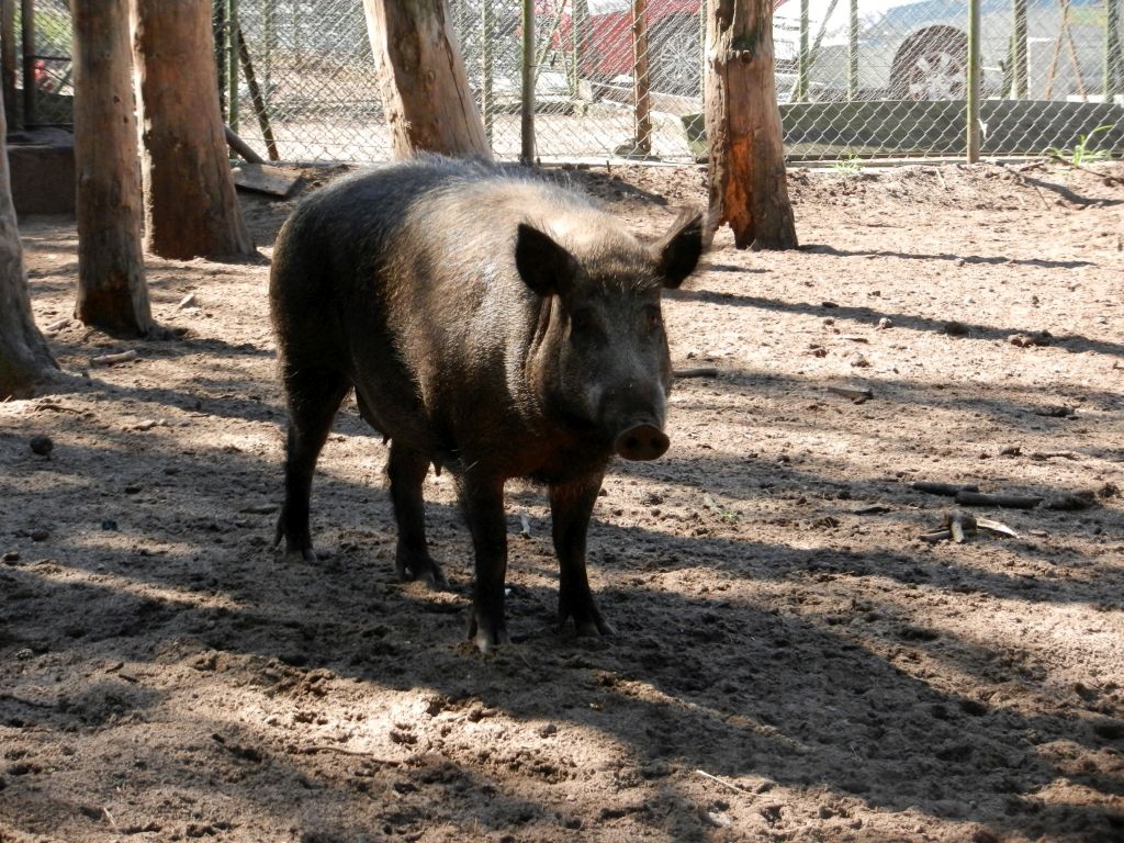 dzika locha, dziki, warchlaki, oprosiła się pod płotem, służby weterynaryjne, myśliwy,