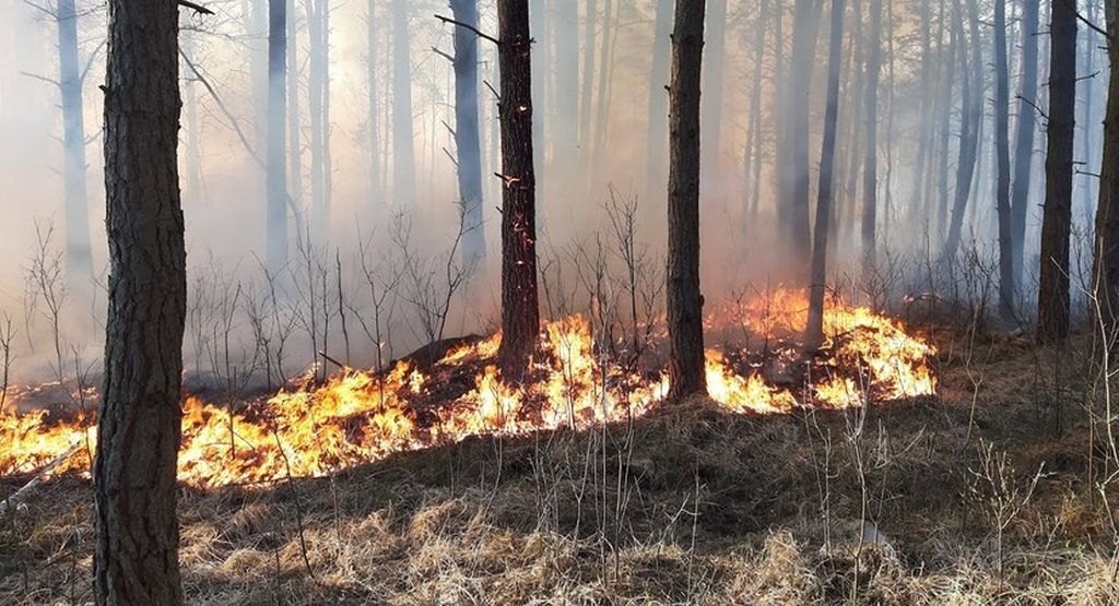 zakaz wstępu do lasów, lasy państwowe, susza w lasach, pożary lasów