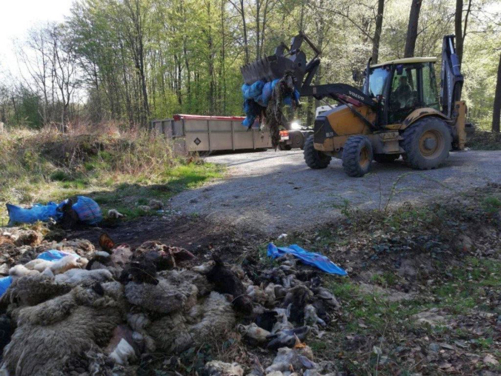 pozostałości poubojowe zwierząt hodowlanych, rusocice, Nadleśnictwo Krzeszowice, Leśnictwo Brodła