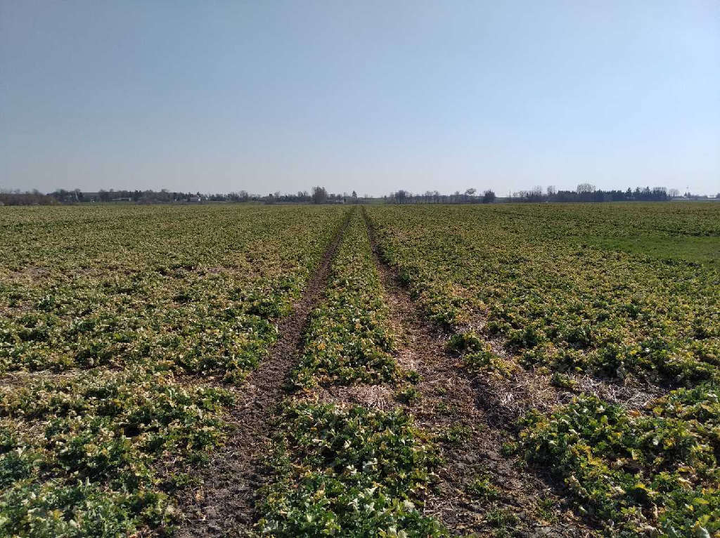 rzepak, pole, plantacja, Zamojszczyzna